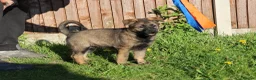 German Shepherd dogs for sale: German shepherd puppies working line - Advert 22