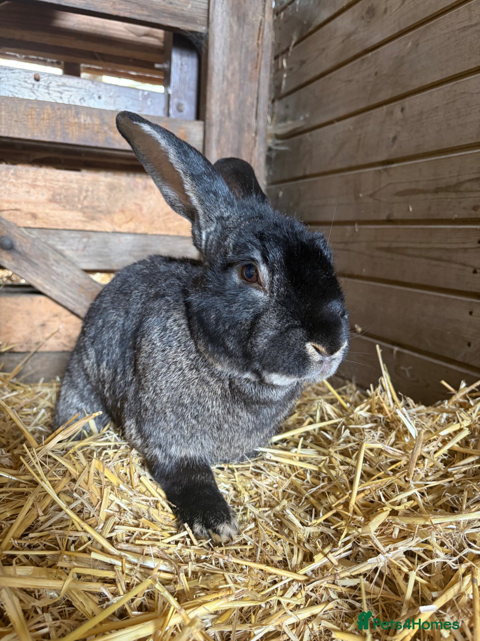 Continental Giant rabbits Quality Buck Rabbit - Advert 10