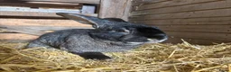 Continental Giant rabbits for sale: Quality Buck Rabbit - Advert 1