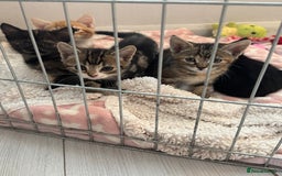 Domestic Shorthair cats for sale: Adorable kittens for sale  - Image 3