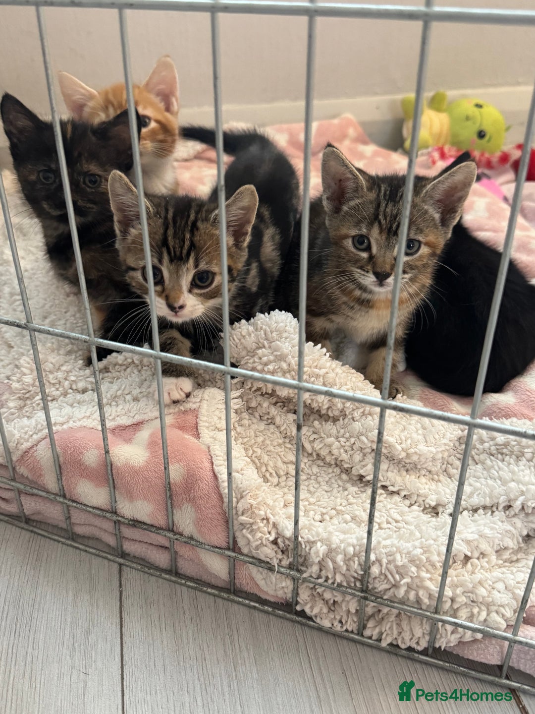 Domestic Shorthair cats for sale: Adorable kittens for sale  - Image 3