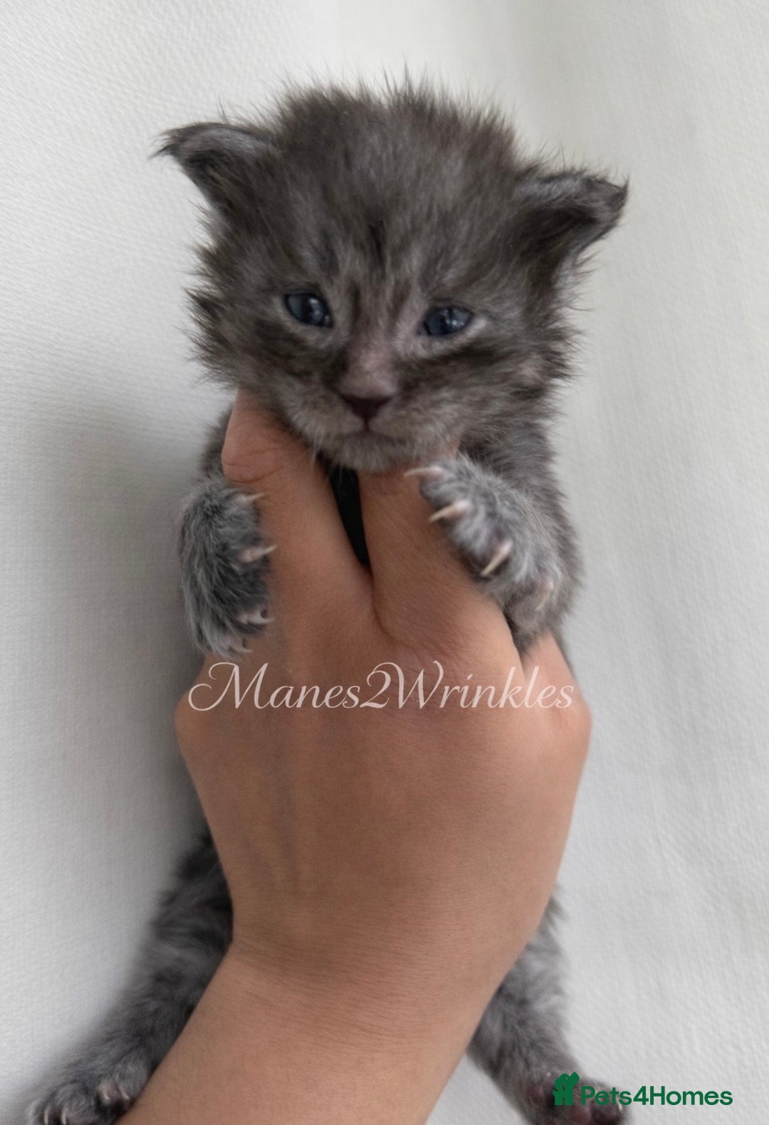 Maine Coon cats for sale: Pure Mainecoons - Advert 6