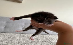 British Shorthair cats for sale: British Short kittens - Image 3