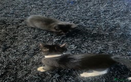 Mixed Breed cats for sale: 2 male 2 female kittens - Image 14
