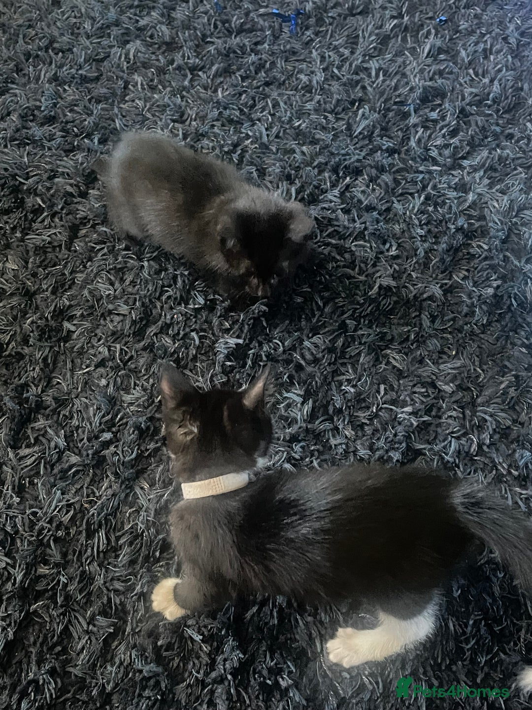 Mixed Breed cats for sale: 2 male 2 female kittens - Image 14