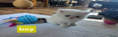 Persian 3