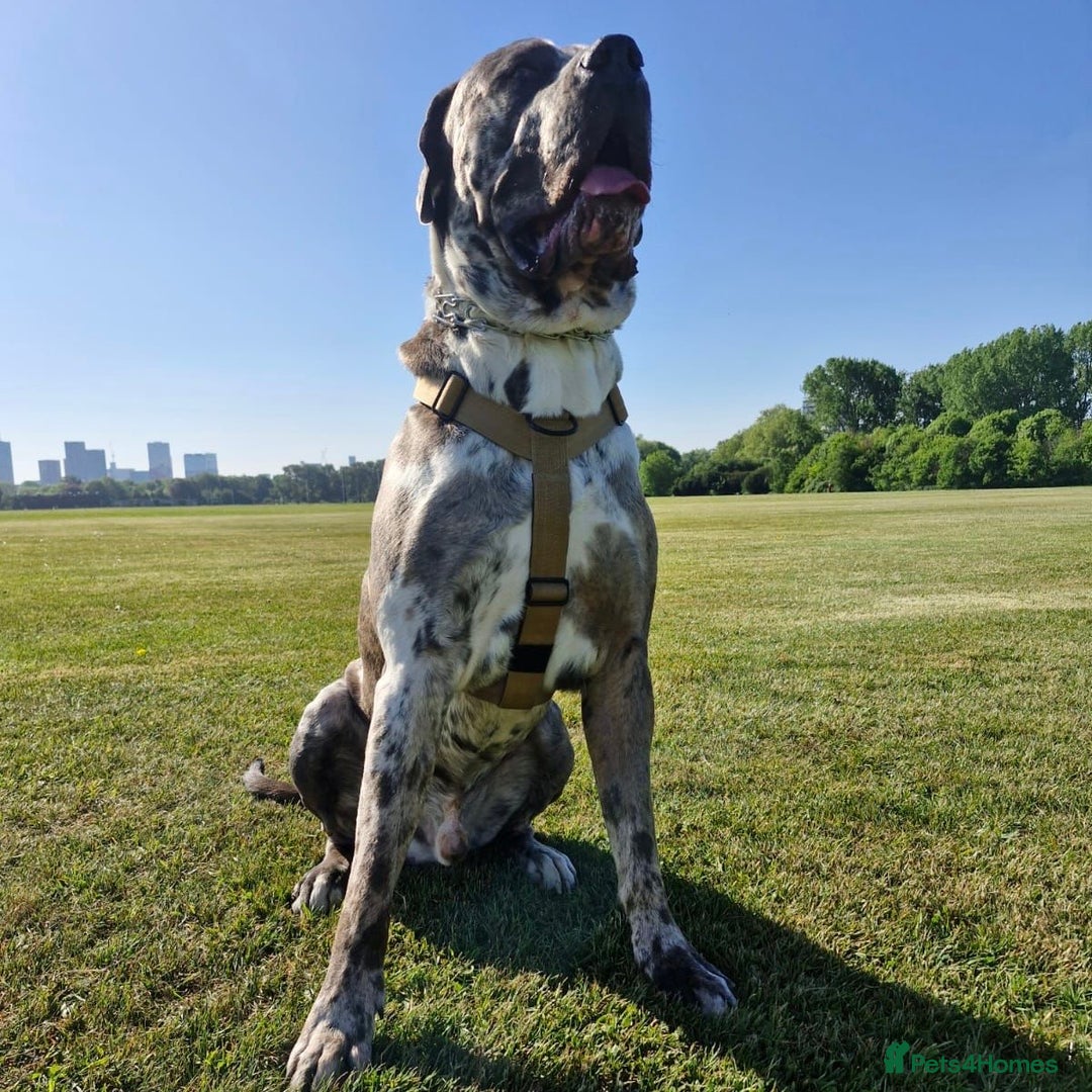 Mixed Breed dogs for adoption: Blue (Cane Corso mix) - Image 10