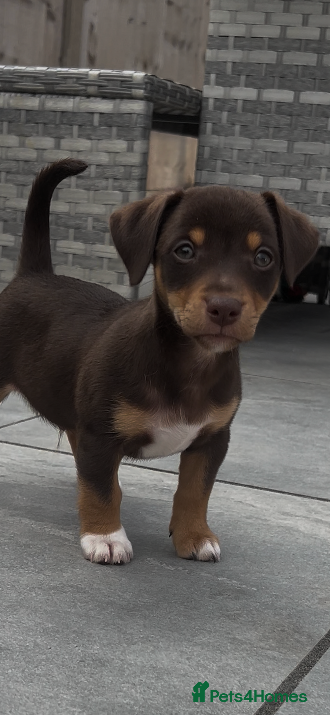 Jack Russell dogs for sale: DONJACKS PUPPIES ON THE WAY!! - Advert 4