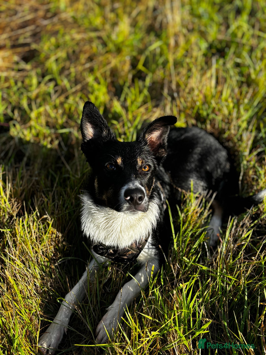 Mixed Breed dogs for sale: Collie mixed malinois  - Advert 11