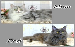 Maine Coon cats for sale: Stunning Maine coon kittens TICA registration - Image 11
