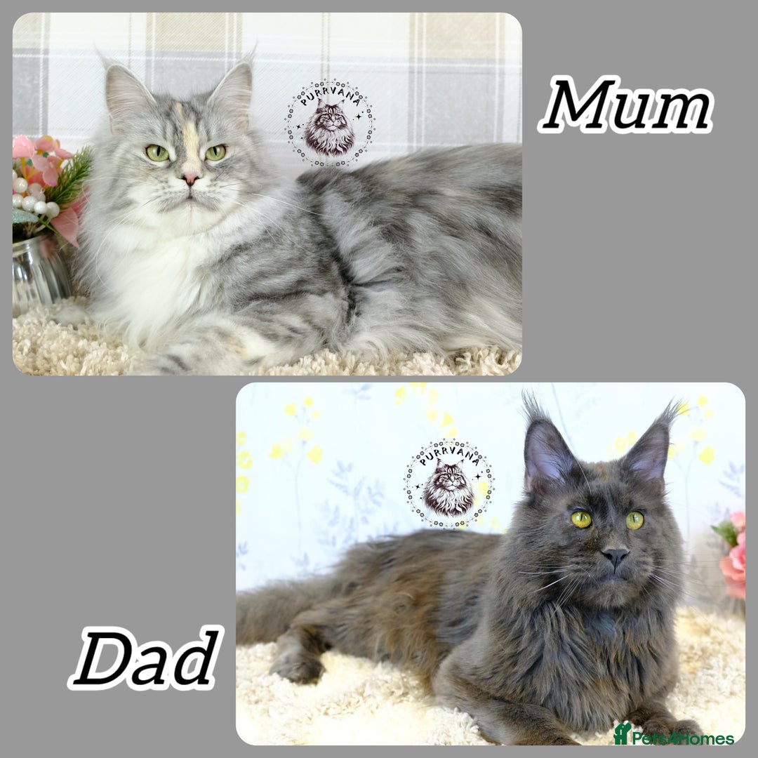 Maine Coon cats for sale: Stunning Maine coon kittens TICA registration - Image 11