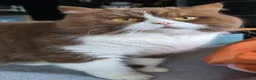 British Shorthair cats for sale: STUNNING BSH KITTENS! in Derby - Advert 15