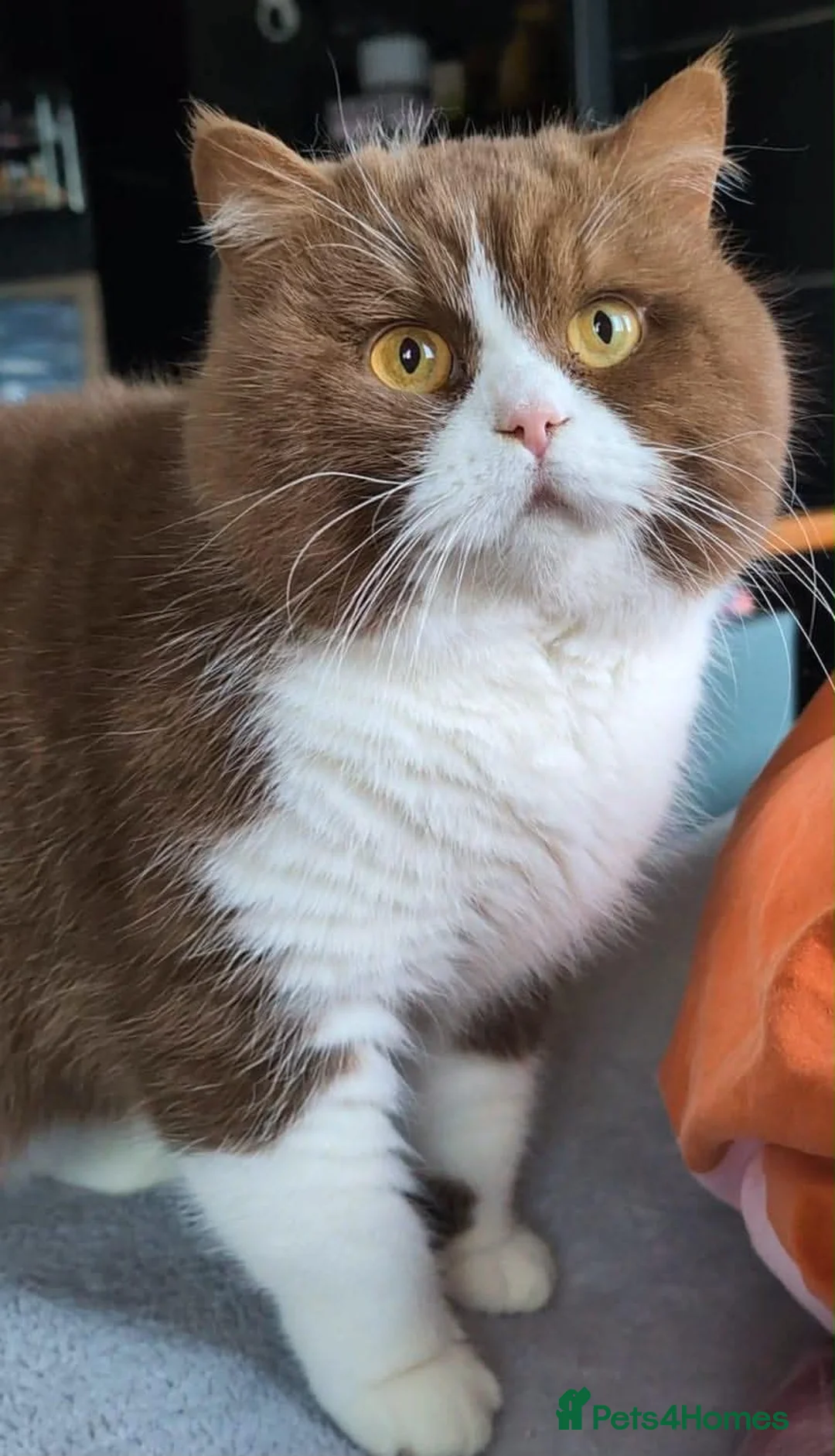 British Shorthair cats for sale: STUNNING BSH KITTENS! in Derby - Advert 15