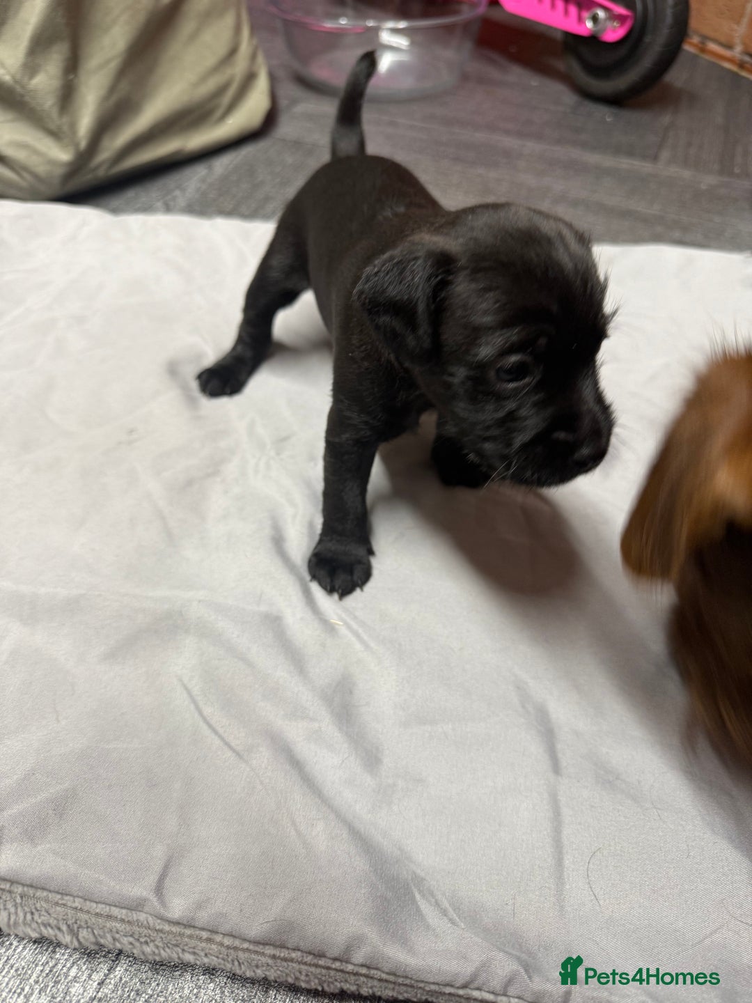 Patterdale Terrier dogs for sale: Patterdale puppies  - Image 5