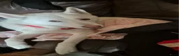 Siberian Husky dogs for sale: Beautiful husky boy - Advert 1