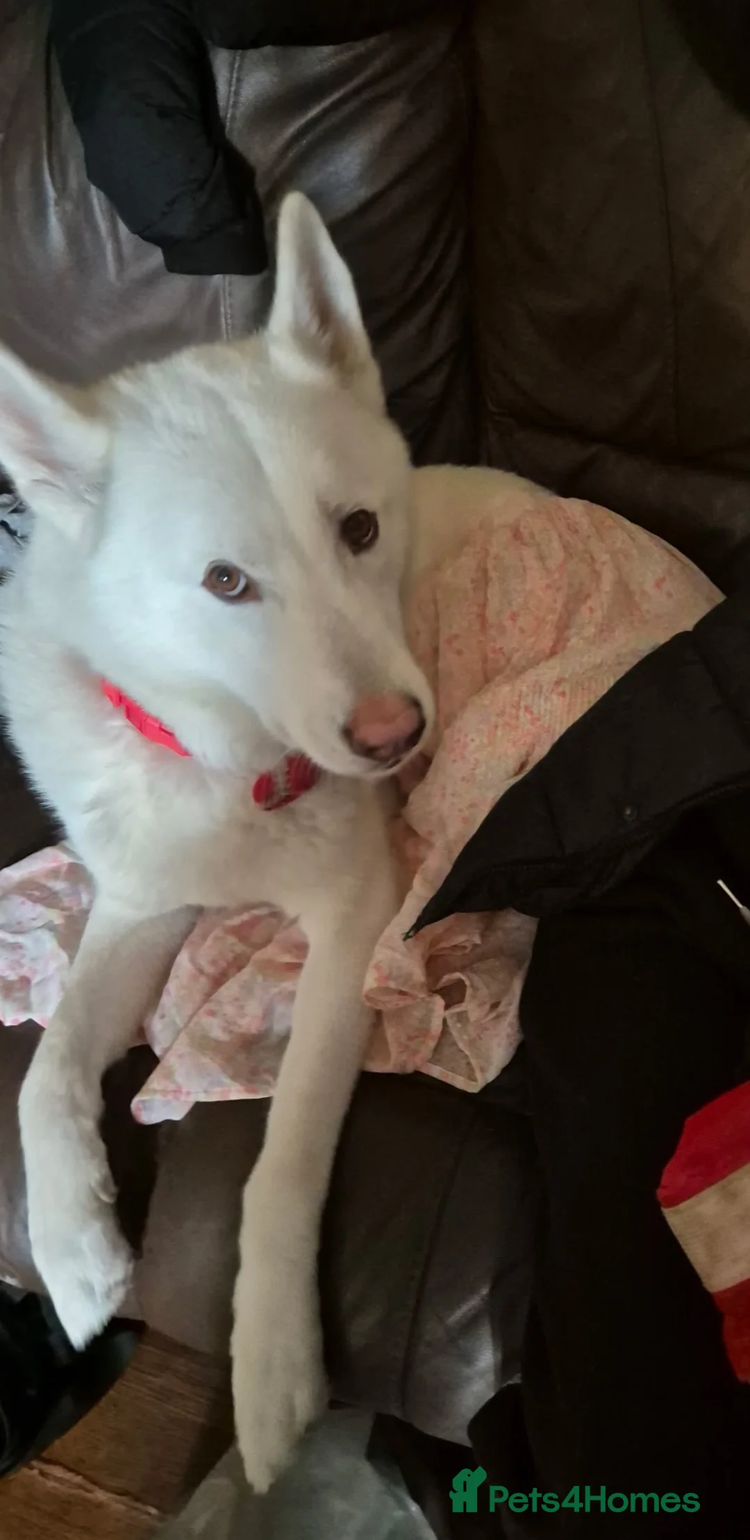 Siberian Husky dogs for sale: Beautiful husky boy - Advert 1