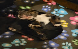 Mixed Breed dogs for sale: Border collie x irish/red setter puppies - Image 19