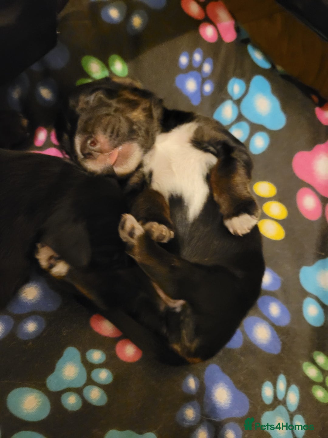 Mixed Breed dogs for sale: Border collie x irish/red setter puppies - Image 19