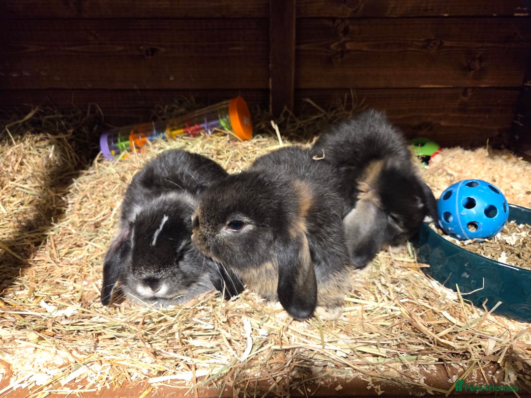 Mini Lop rabbits for sale: 3 Beautiful minilops available 2 males 1 female - Image 12