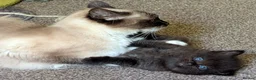 Ragdoll cats for sale: Ragdoll 3/4 x Persian kittens 1/4 in Cheddar - Advert 2