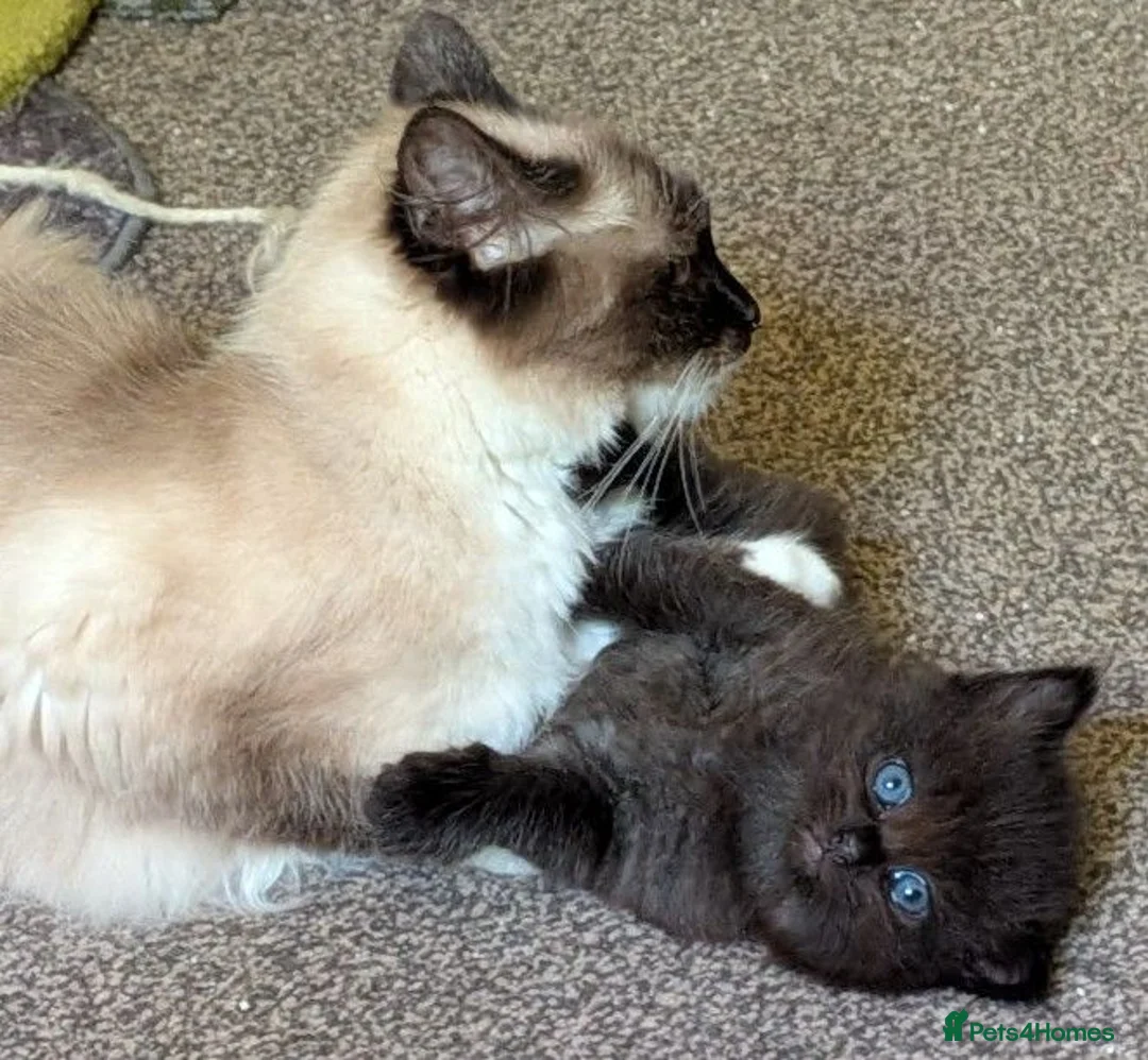 Ragdoll cats for sale: Ragdoll 3/4 x Persian kittens 1/4 in Cheddar - Advert 2