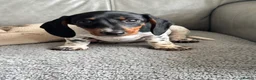 Dachshund dogs for sale: MINIATURE DACHSHUND GIRLS REDUCED READY TO GO - Advert 3