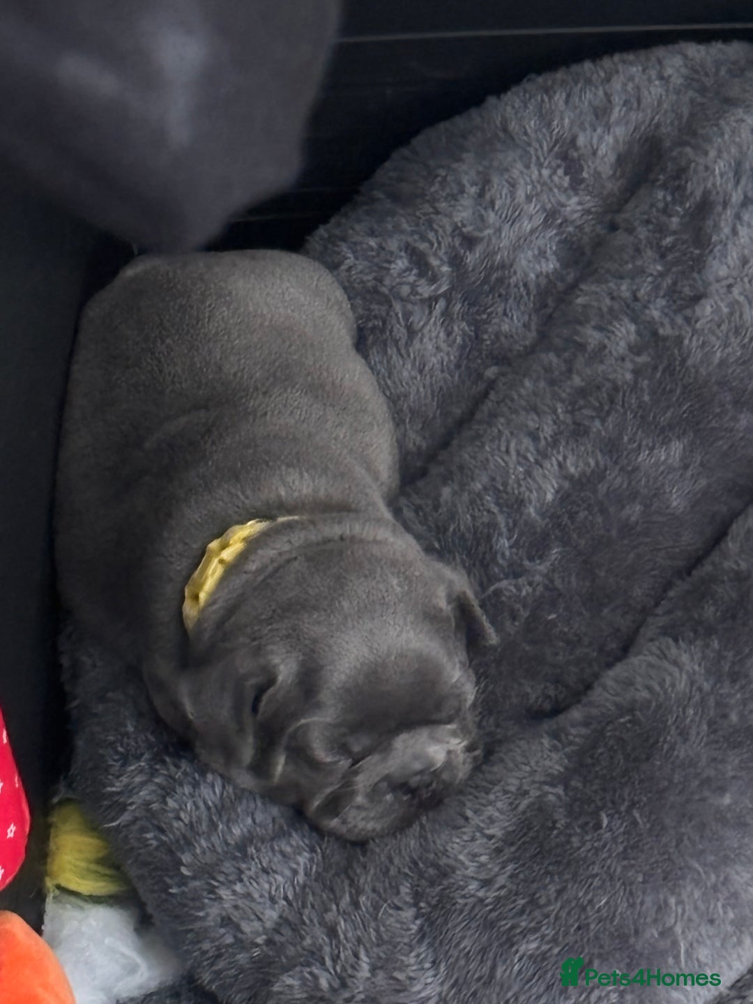 French Bulldog dogs for sale: Three stunning French bulldog puppies  - Image 7