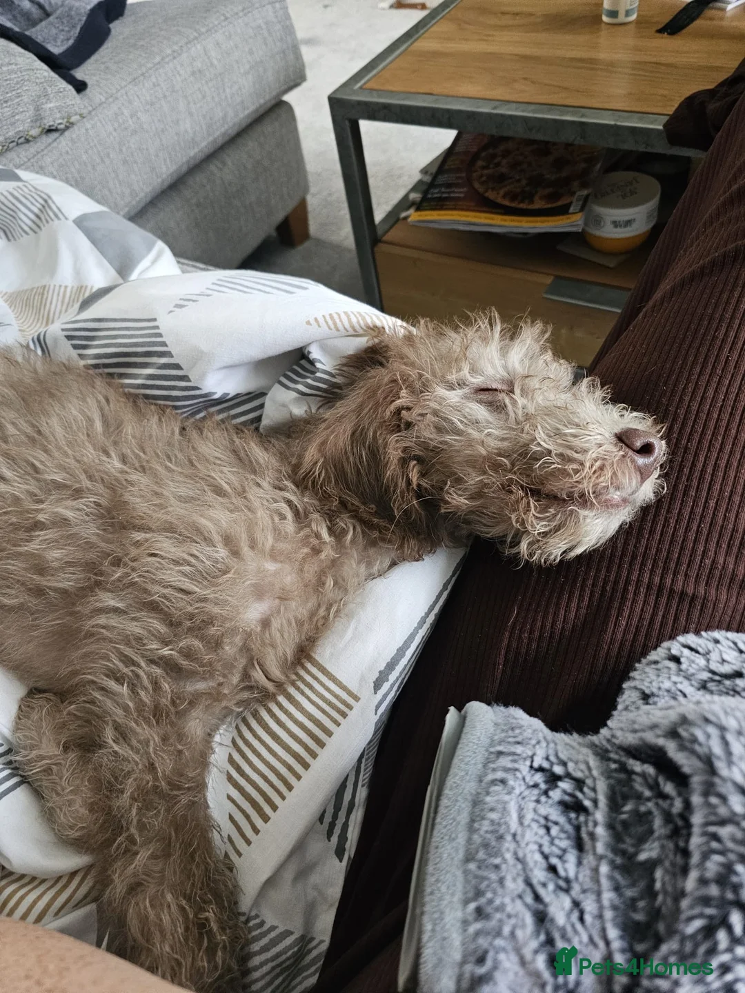 Bedlington Terrier dogs for stud: Bedlington Terrier Stud - Liver - AGE 6 - CT CLEAR in Darlington - Advert 34