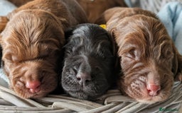 Sprocker dogs for sale: F1 health tested working Sprockers - Image 2