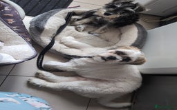 Shih Tzu dogs for sale: Duggee - Image 1