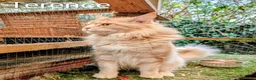 Maine Coon cats for sale: Male Maine Coon Kitten. Both parents can be seen  - Advert 33