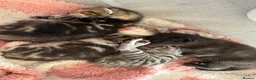 Mixed Breed cats for sale: Beautiful boy kittens  in Kilmarnock - Advert 30