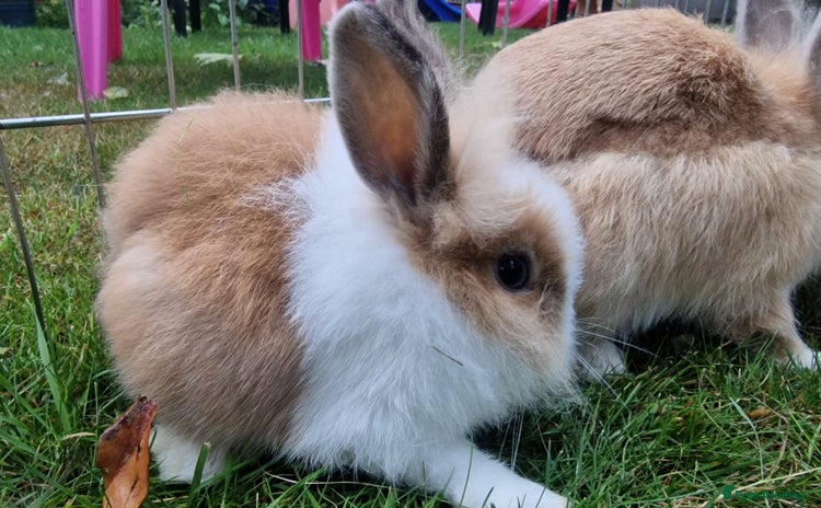 Lionhead rabbits - Advert 1