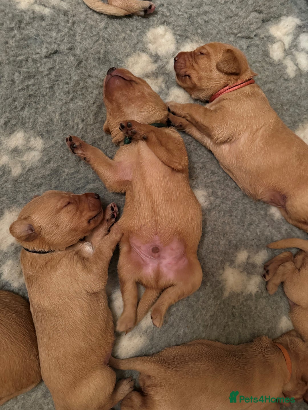 Labrador Retriever dogs for sale: KC Registered Labrador Puppies - Image 1