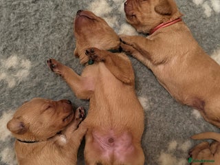 Labrador Retriever dogs - Advert 1