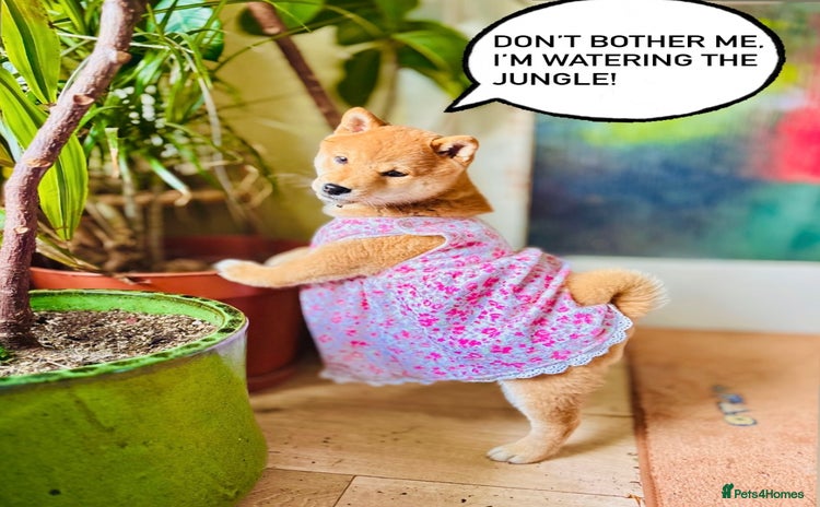 Japanese Shiba Inu dogs - Advert 2