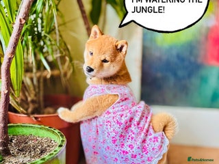 Japanese Shiba Inu dogs - Advert 4