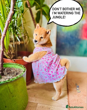 Japanese Shiba Inu dogs - Advert 2