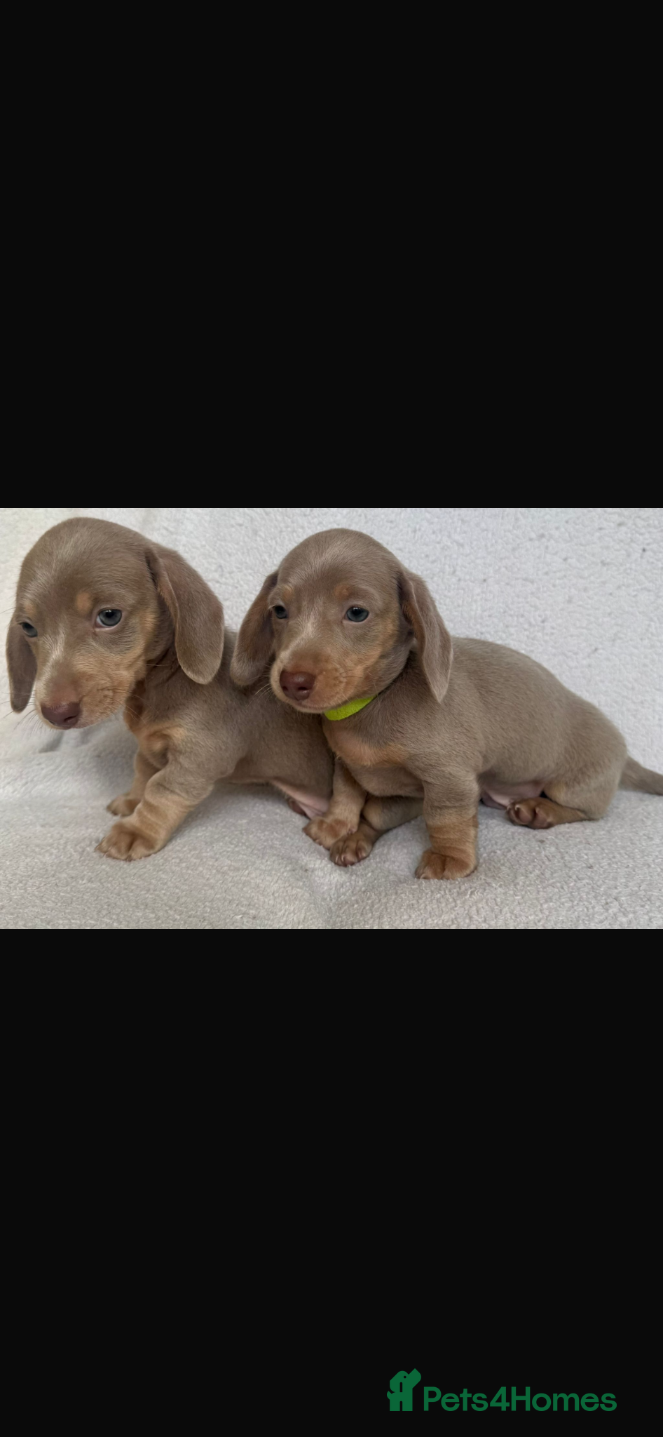 Dachshund dogs Dachshund pups 2 lilac boys left - Advert 3