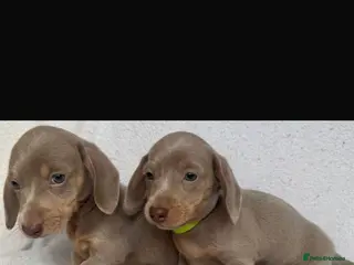 Dachshund dogs Dachshund pups 2 lilac boys left - Advert 3