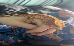 Gecko reptiles for sale: Crested gecko babies  - Image 6