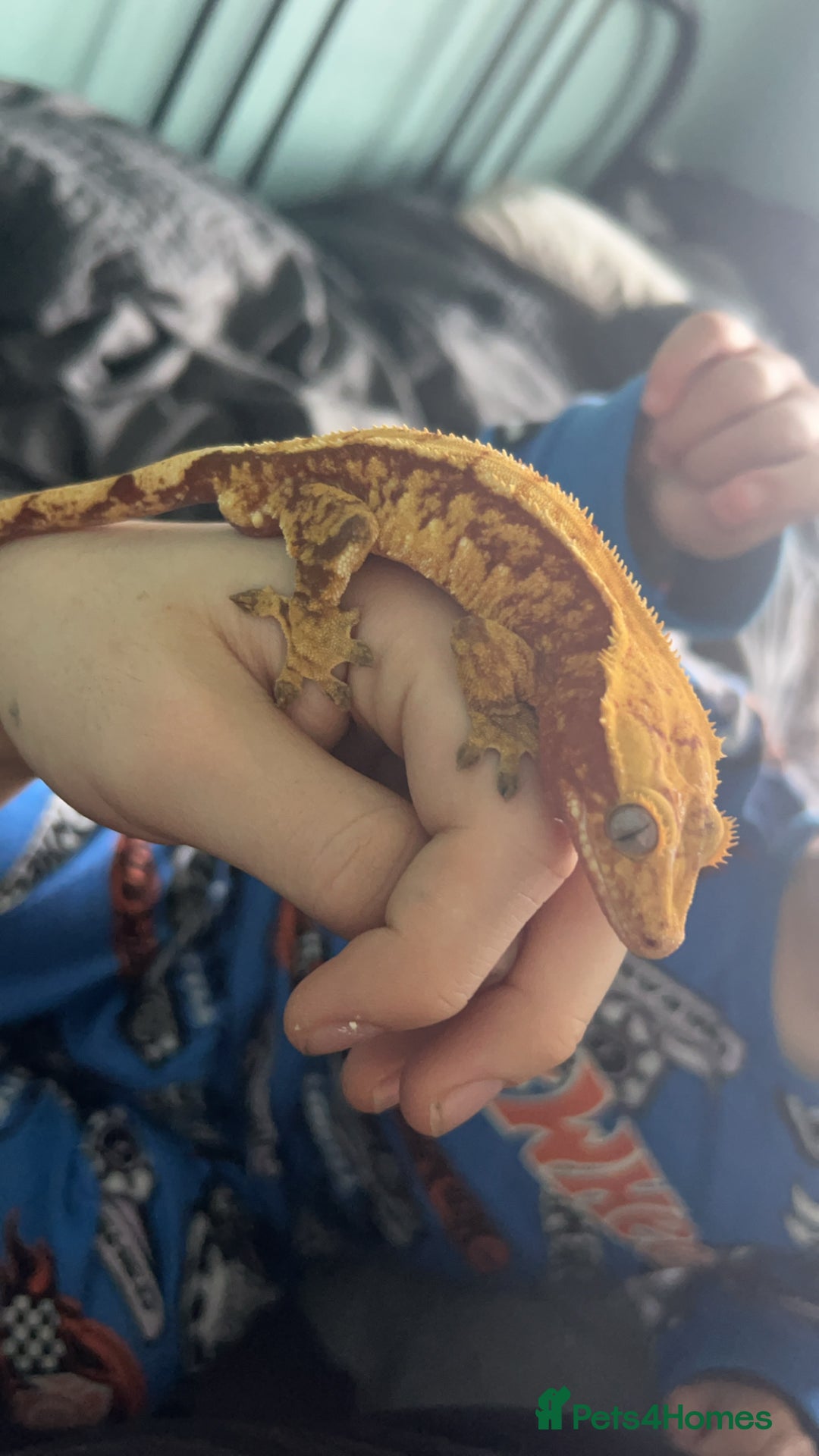Gecko reptiles for sale: Crested gecko babies  - Image 6