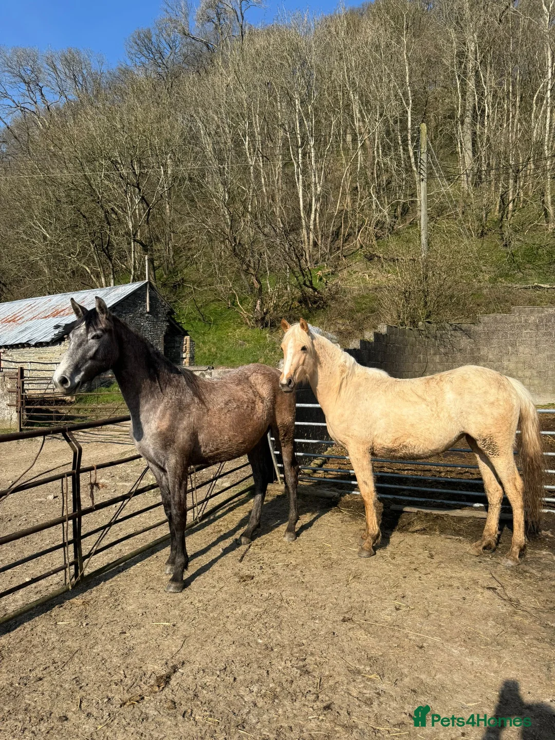 Irish Sports horses for sale: 2 Year Old Hunter Type Filly’s  - Advert 1