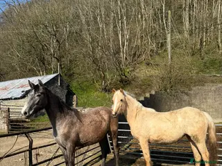 Irish Sports horses 2 Year Old Hunter Type Filly’s - Advert 11