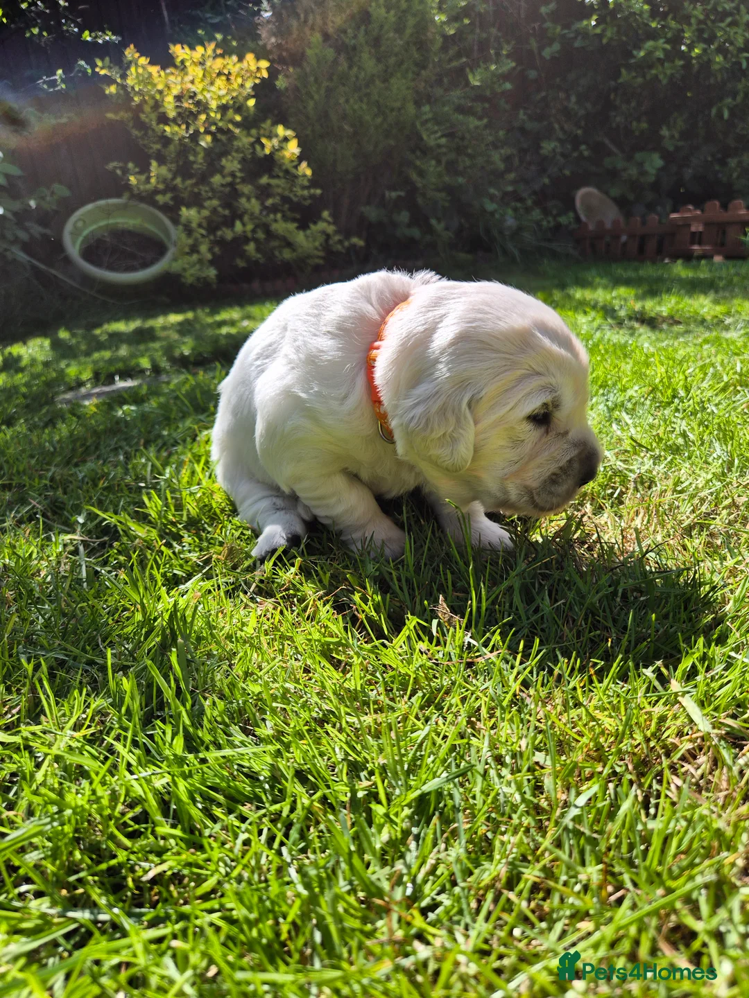 Golden Retriever dogs for sale: Exceptional Golden Retriever Puppies Born 06/04 - Advert 2