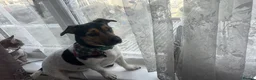 Jack Russell dogs for stud: MAXI — HANDSOME JACK RUSSELL AVAILABLE FOR STUD  in Milton Keynes - Advert 9