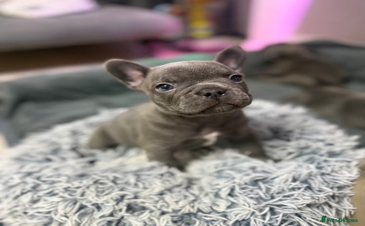 French Bulldog dogs - Advert 3