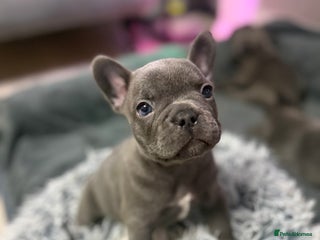 French Bulldog dogs - Advert 36