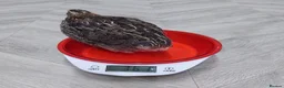 Quail poultry for sale: Quails and quails eggs &jambo japanese and giant  - Advert 6