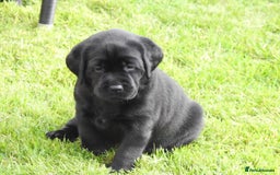 Labrador Retriever dogs for stud: One-Off Stud Opportunity. KC checked & registered - Image 11